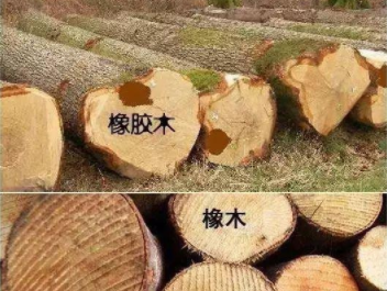 橡膠木和橡木的區(qū)別：橡木和橡膠木是一樣的嗎？如何鑒別它們呢？