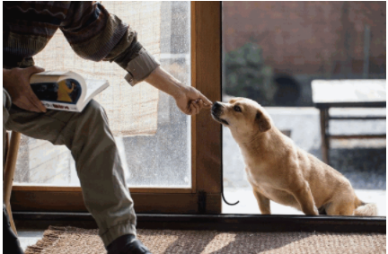智能家裝流程：家裝設(shè)計時，有哪些適合「養(yǎng)寵家庭」的家居設(shè)計巧思？